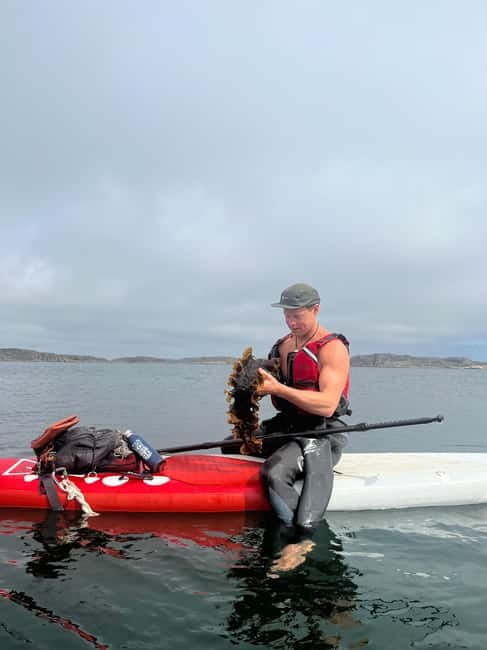Fjällbacka: Seaweed Picking and SUP Paddling Tour - Fjällbacka: Seaweed Picking and SUP Paddling Tour – A Unique Swedish Nature Experience
