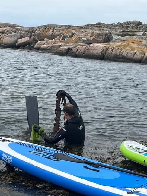Fjällbacka: Seaweed Picking and SUP Paddling Tour - Flexibility and Booking Options