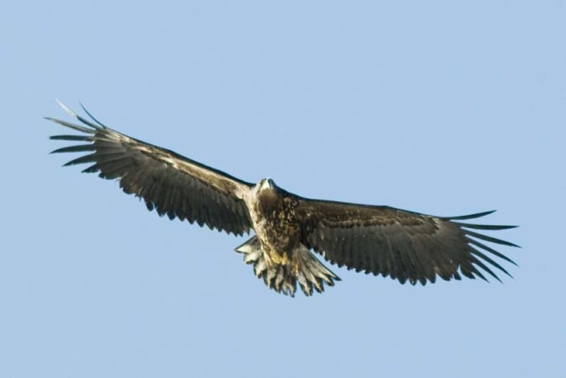 Fjord Cruise Tromsø  With a stop at Sommarøy Island - Key Points