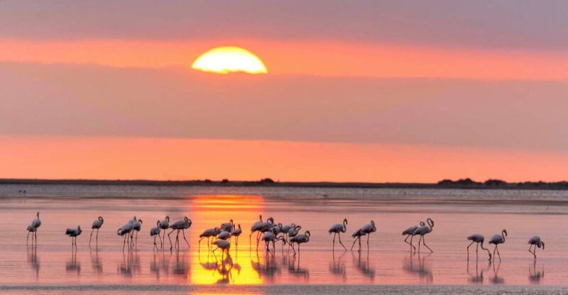 Flamingo-Birdwatching in the Ebro Delta at Sunset - Flamingo-Birdwatching in the Ebro Delta at Sunset: An In-Depth Review