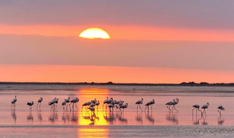 Flamingo-Birdwatching in the Ebro Delta at Sunset - Exploring the Heart of the Riet Vell Nature Reserve