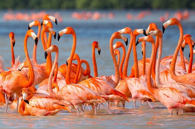 Flamingo Watching Private Tour in Celestun Biosphere Reserve - Afternoon Return and Free Time in Merida
