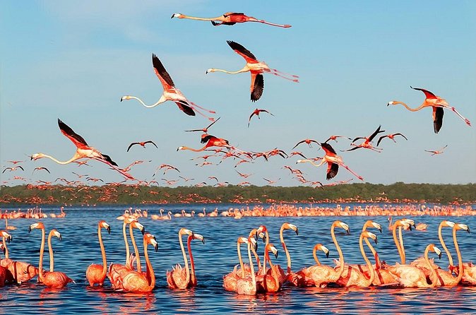Flamingo Watching Private Tour in Celestun Biosphere Reserve - The Guide and Experience Quality