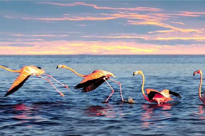 Flamingo Watching Private Tour in Celestun Biosphere Reserve - Comparing this Tour to Other Experiences in Merida