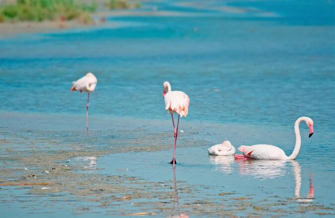 Flamingos Sightseeing Segway Tour - Discover Sardinia’s Flamingos on a Segway Adventure