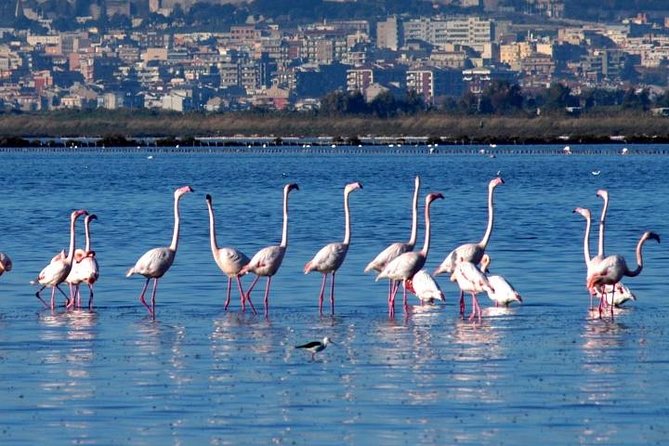 Flamingos Sightseeing Segway Tour - Key Points