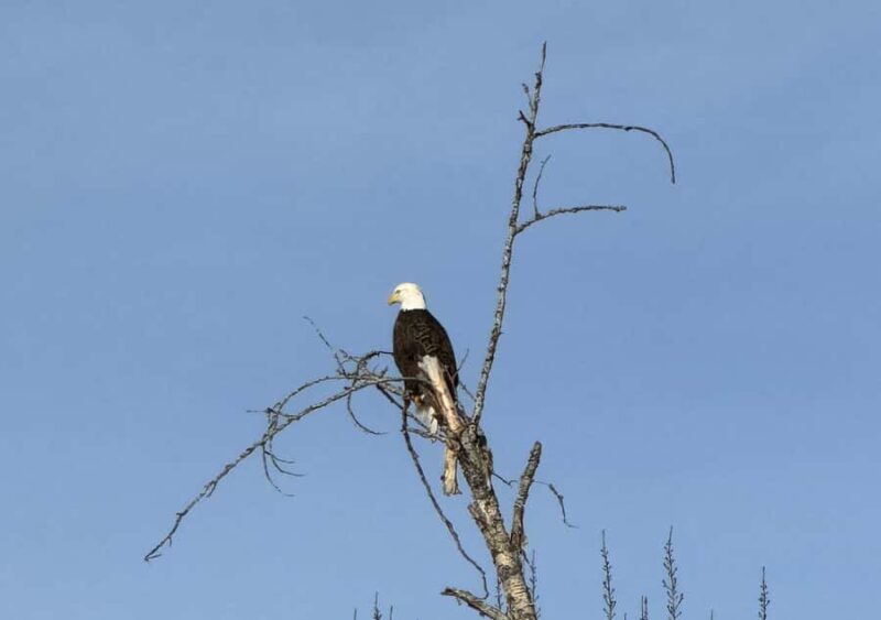 Flathead Lake: Somers Bay Kayak Tour - Scenic Paddle in Somers Bay with Mountain Views
