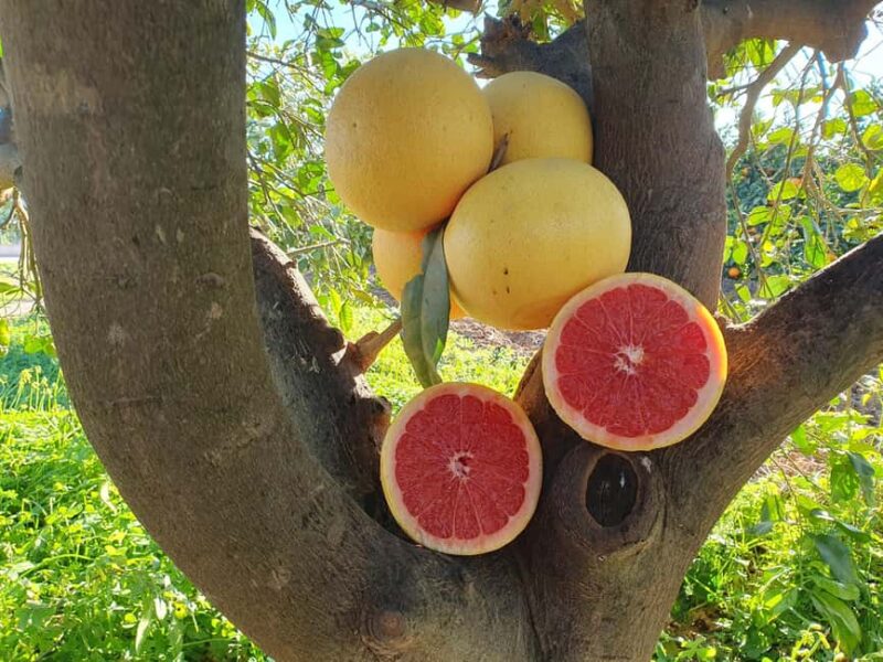 Flavors of the Sun: Guided tour and citrus tasting from the Costa del Sol - Citrus Tasting and Cultural Stories at Juanito Orange