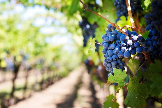 Florence and Chianti Private Wine Tasting Tour from Florence - Scenic Florence Sightseeing from the Outside