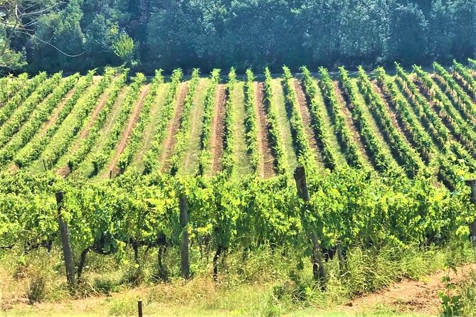 Florence and Pisa: Round Trip Tour from La Spezia Cruises - Indulge in a Chianti Wine Tasting at a Local Farm