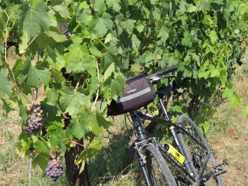 Florence: Chianti Hills Bike Tour with Farm Lunch & Wine - Real Expertise from Passionate Guides