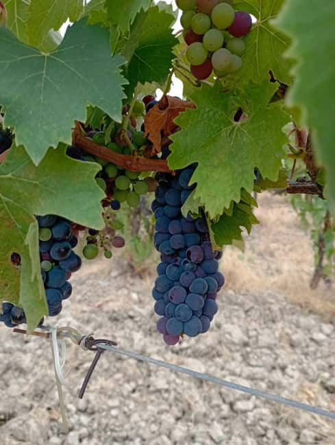 Florence: Secret of Wine and Cheese in a Winery - Traditional Countryside Lunch and Wine Pairings