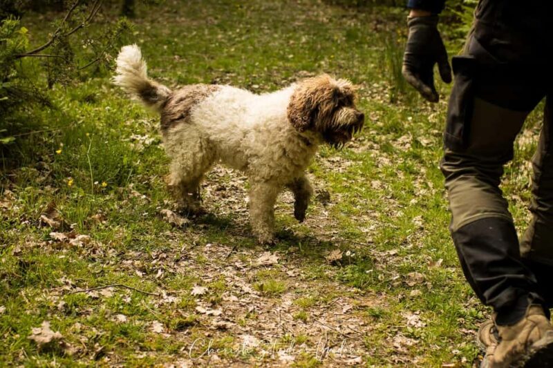 Florence: Truffle Hunting Tour with Lunch - The Truffle Hunt with a Skilled Dog
