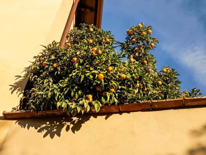 Florence: urban trekking between the historic center and the Tuscan countryside - Comfortable and Accessible Walking