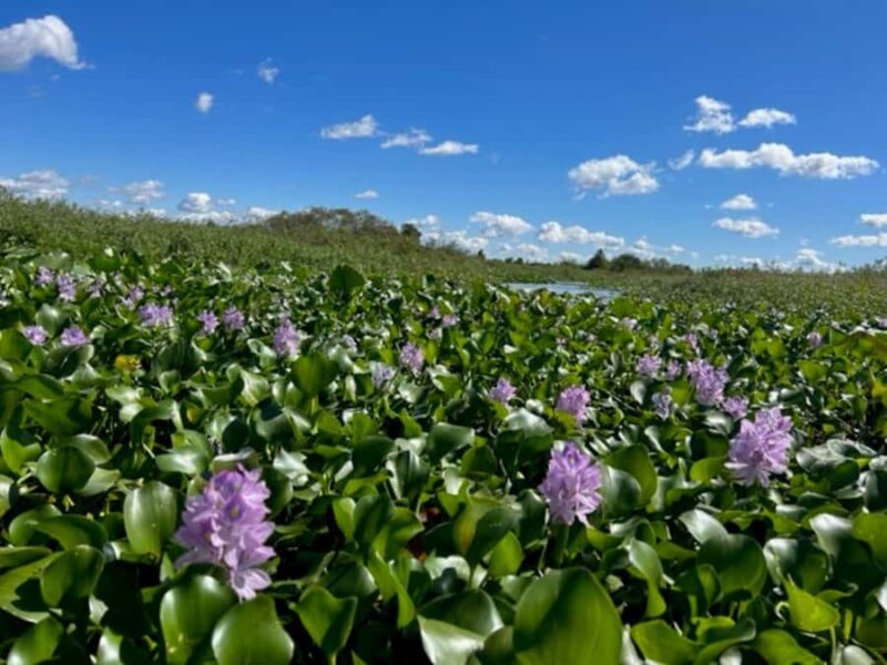 Florida: 90 Minute Everglades Cruise - Wildlife Encounters and Scenery