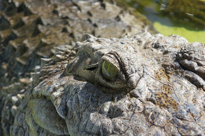 Florida Everglades Airboat Adventure plus Miami Biscayne Bay Cruise - Visiting Everglades National Park and Crocodile Exhibits