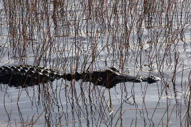 Florida Everglades Night Airboat Tour near Fort Lauderdale - Wildlife Encounters at Night