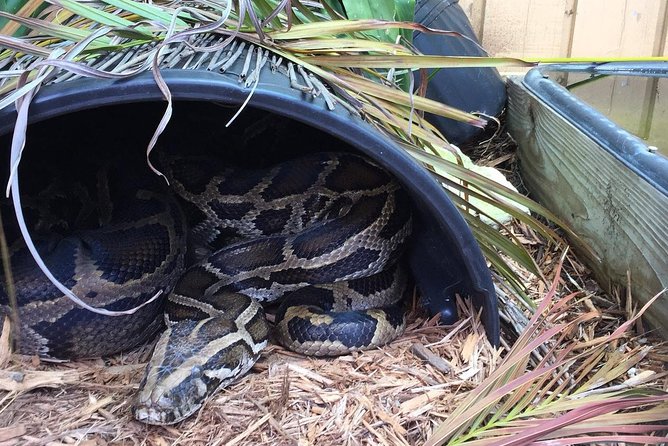 Florida Everglades Private Night Airboat Ride Tour - Accessing Sawgrass Recreation Park Exhibits During the Day