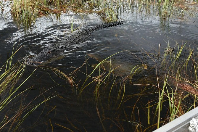 Florida Everglades Private Night Airboat Ride Tour - The Experience with Guides and Animal Encounters