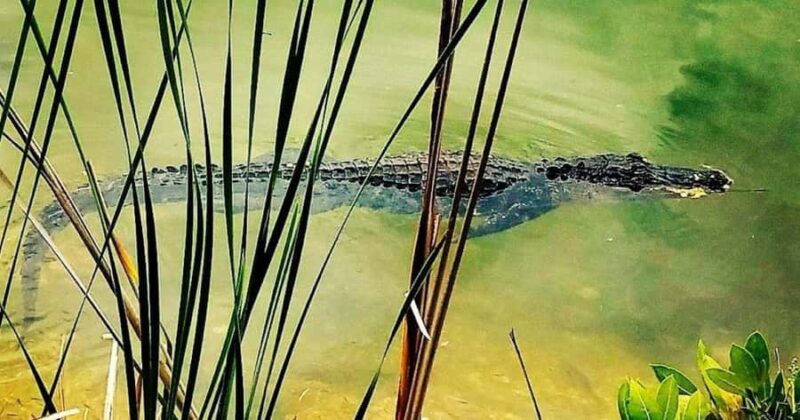 Florida Keys: Aquarium Encounters Day Tour with Lunch - Explore the Florida Keys with a Guided Tour for $182