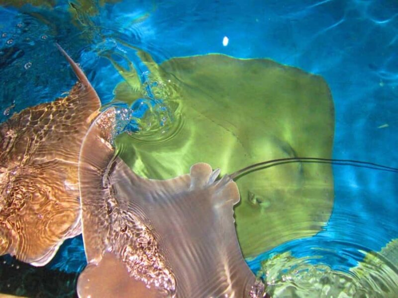 Florida Keys: Aquarium Encounters Day Tour with Lunch - Discover Marine Life at Florida Keys Aquarium Encounters