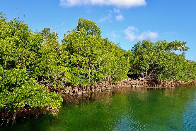 Florida Keys Backcountry Eco Tour from Big Pine Key - Discover the Florida Keys Backcountry on a 2-Hour Private Eco Tour