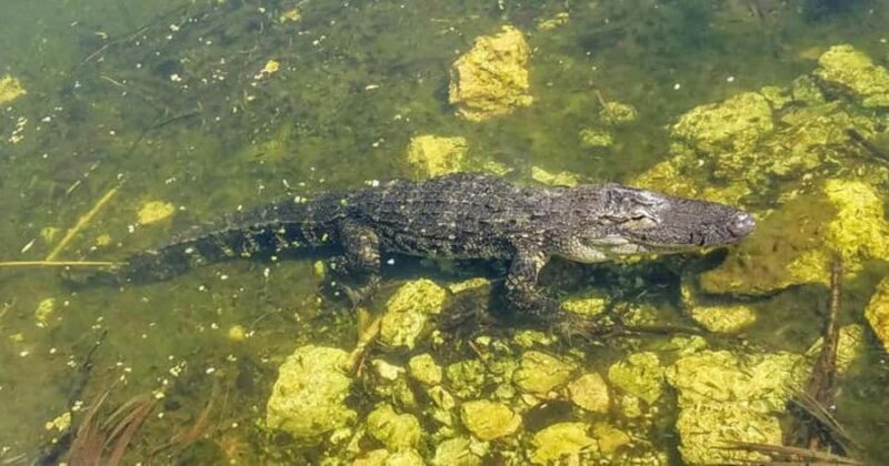 Florida Keys: Dolphin Research Center Day Tour with Lunch - Explore the Florida Keys on a Full-Day Guided Tour