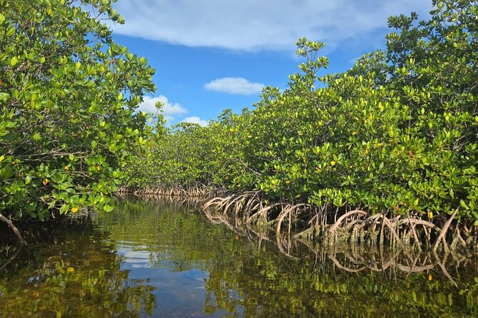 Florida Keys Kayak And Paddleboard Rentals - Explore the Waterways of Key West with Kayak and Paddleboard Rentals