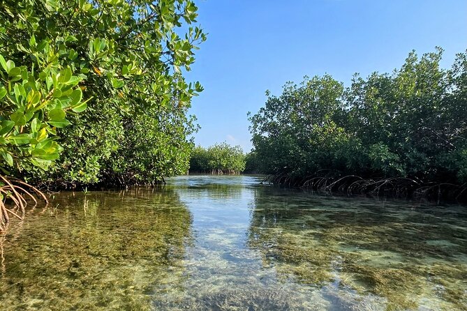 Florida Keys Kayak And Paddleboard Rentals - Encountering the Unique Ecosystem of the Florida Keys