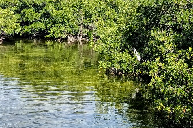 Florida Keys Kayak And Paddleboard Rentals - Wildlife Spotting: What You Might See on Your Paddle