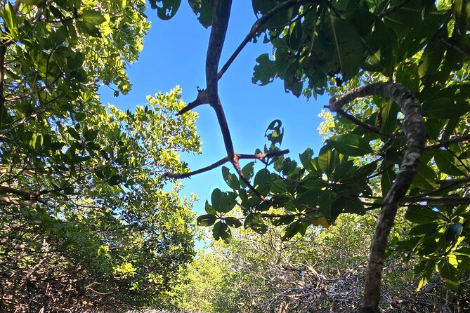 Florida Keys Kayak And Paddleboard Rentals - Ease of Access and Comfort for Visitors
