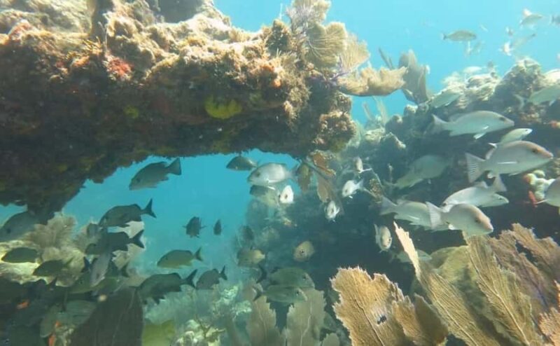 Florida Keys: Scuba Diving & Snorkeling Reef Trip - Key Points