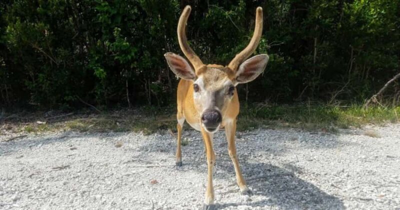 Florida Keys: Up The Keys Nature Tour - Visiting the National Key Deer Refuge: An Up-Close Look at Endangered Wildlife