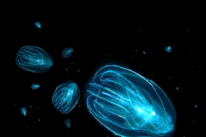 Florida Sunset and Bioluminescence Package - Wildlife and Sunset Views on the Water