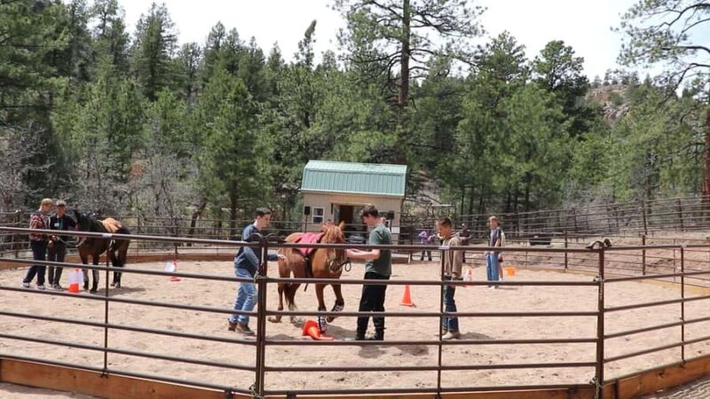 Florissant: Private Horse Experience with Rescue Mustangs - Engaging Hands-On Activities with Gentle Rescue Mustangs