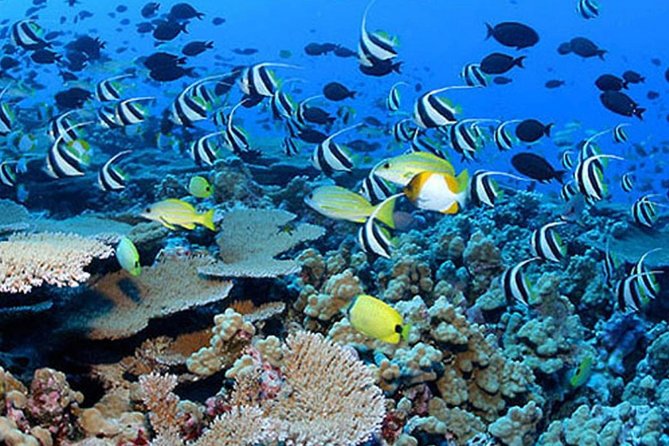 Flotation Therapy Rental 24 Hr Float Wetsuit, Goggle, Headphone - Flexibility and Booking Details for Flotation Therapy