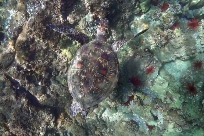 Flotation Therapy Rental 24 Hr Float Wetsuit, Goggle, Headphone - The Experience in Mauis Pool and Ocean Settings