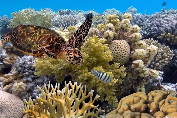 Flotation Therapy Rental 24 Hr Float Wetsuit, Goggle, Headphone - Comparing Flotation Activity to Other Maui Experiences