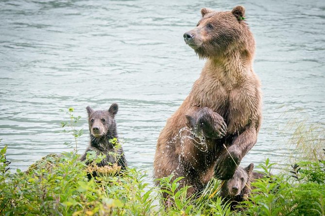 Focus on Haines Private Nature / Photography tour - Practical Details: Logistics and Booking