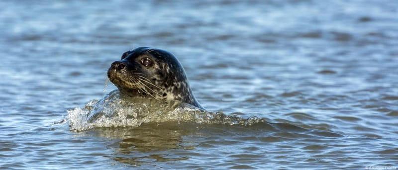Föhr: Boat trip to the seals - Föhr: Boat trip to the seals – a close encounter with North Sea wildlife