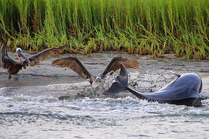 Folly Beach Dolphin Viewing Boat Excursion and Estuary Tour - What to Expect During the 1.5-Hour Cruise