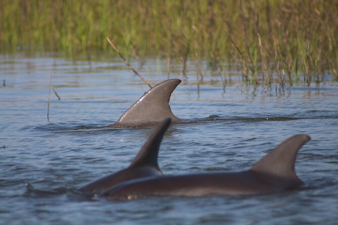 Folly Beach Eco Boat Excursion and Morris Island Drop Off - Discover the Folly Beach Eco Boat Excursion and Morris Island Drop Off