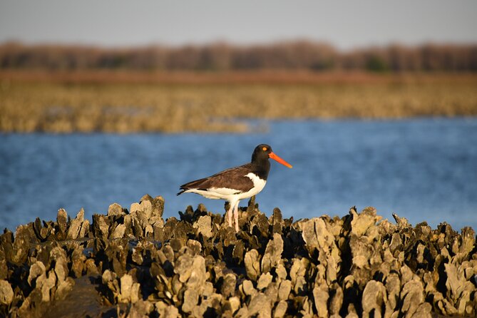 Folly Beach Eco Boat Excursion and Morris Island Drop Off - Practical Details and Amenities