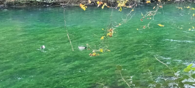 Fontaine De Vaucluse and Isle Sur La Sorgue by electric bike - Practical Details: Group Size, Equipment, and Safety
