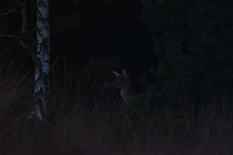 Fontainebleau: Guided Night Hike - Starting Point and Meetup Details in Fontainebleau Forest