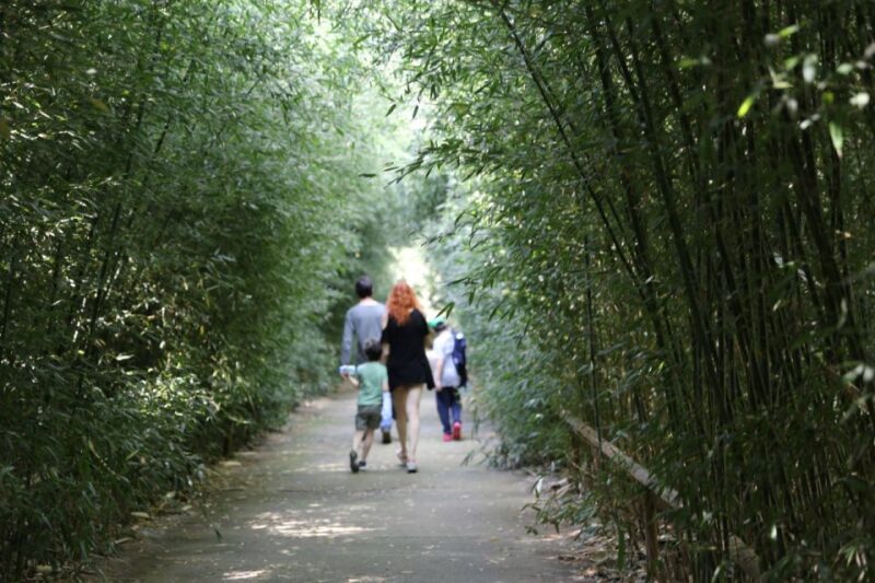 Fontanellato: Labirinto della Masone Full-Day Entry Ticket - Navigating the Worlds Largest Bamboo Maze