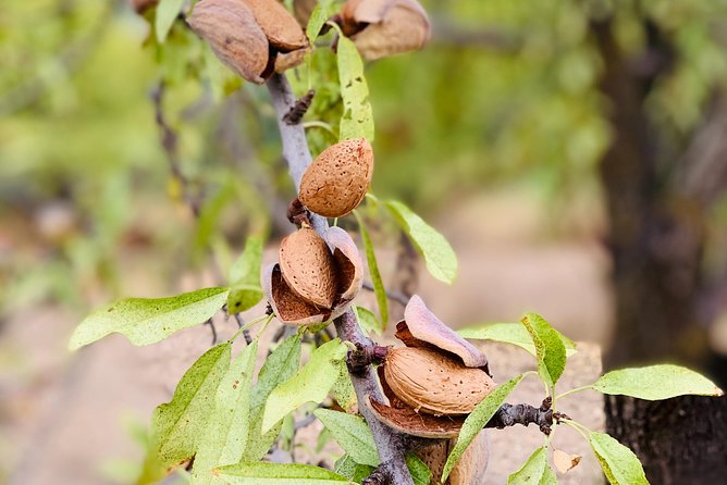 Food Experience at our Farm in Noto Hills - Authentic Sicilian Farm Tour with Lunch or Dinner Near Noto