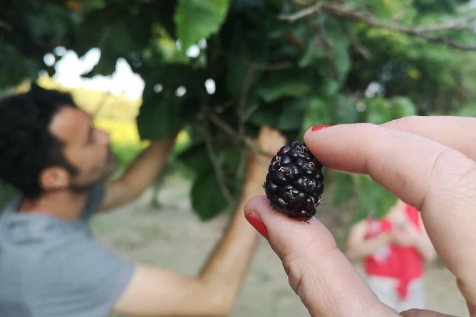 Food Experience at our Farm in Noto Hills - The Personal Touch from Fabio and Annarella