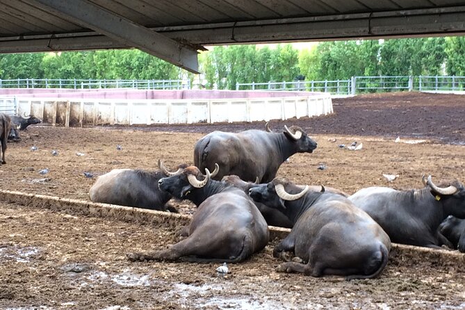 Food gastronomic tour - Discover the Authentic Flavors of Positano with a Gastronomic Tour for Food Lovers