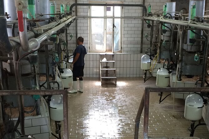 Food gastronomic tour - Visiting an Olive Oil Mill for Tasting and Demonstration